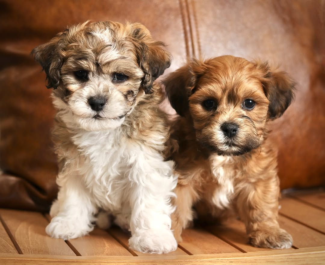 Beautiful Shih Tzu with flowing coat - coat type guide