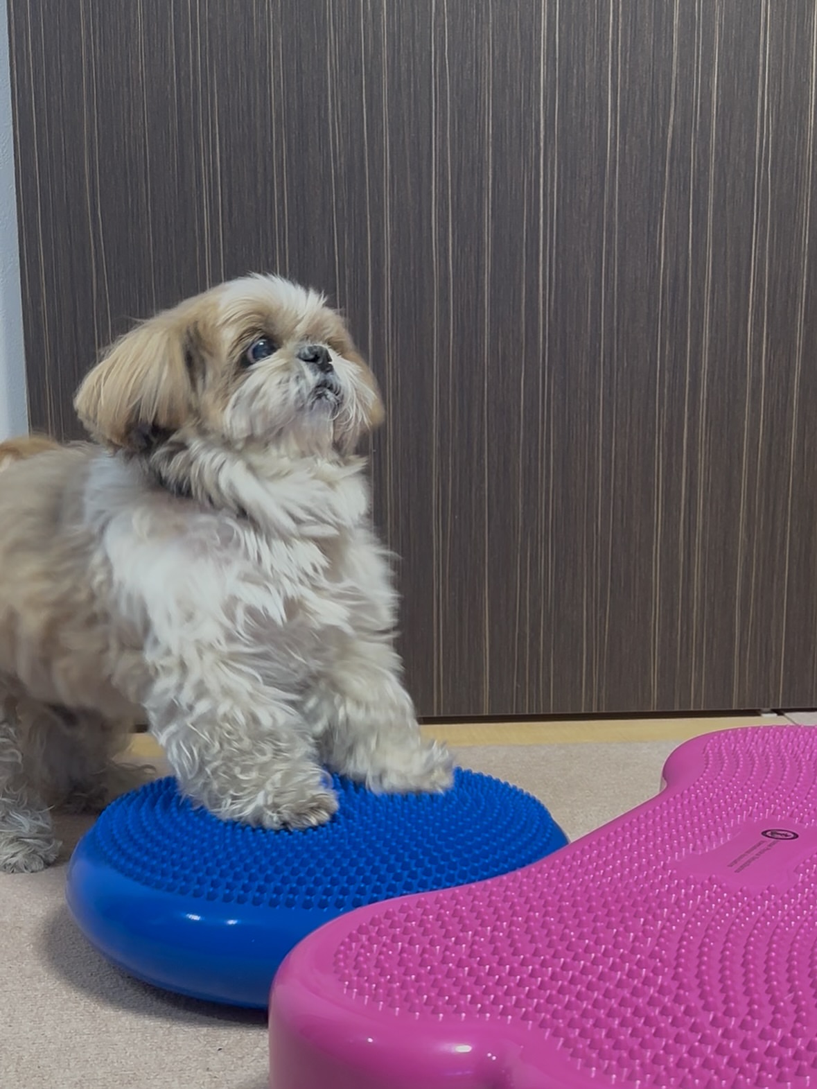 Shih Tzu puppy on grass during potty training session