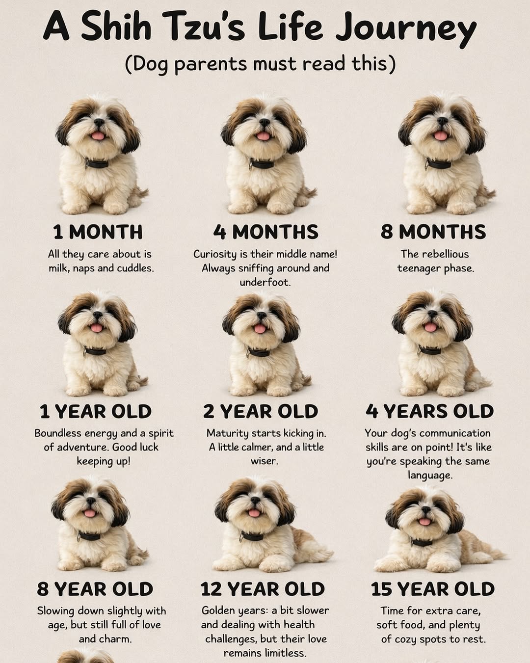 Ethically bred Shih Tzu puppies with mother dog