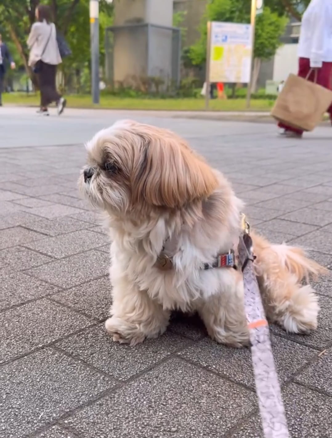 Shih Tzu enjoying a walk outdoors - exercise guide