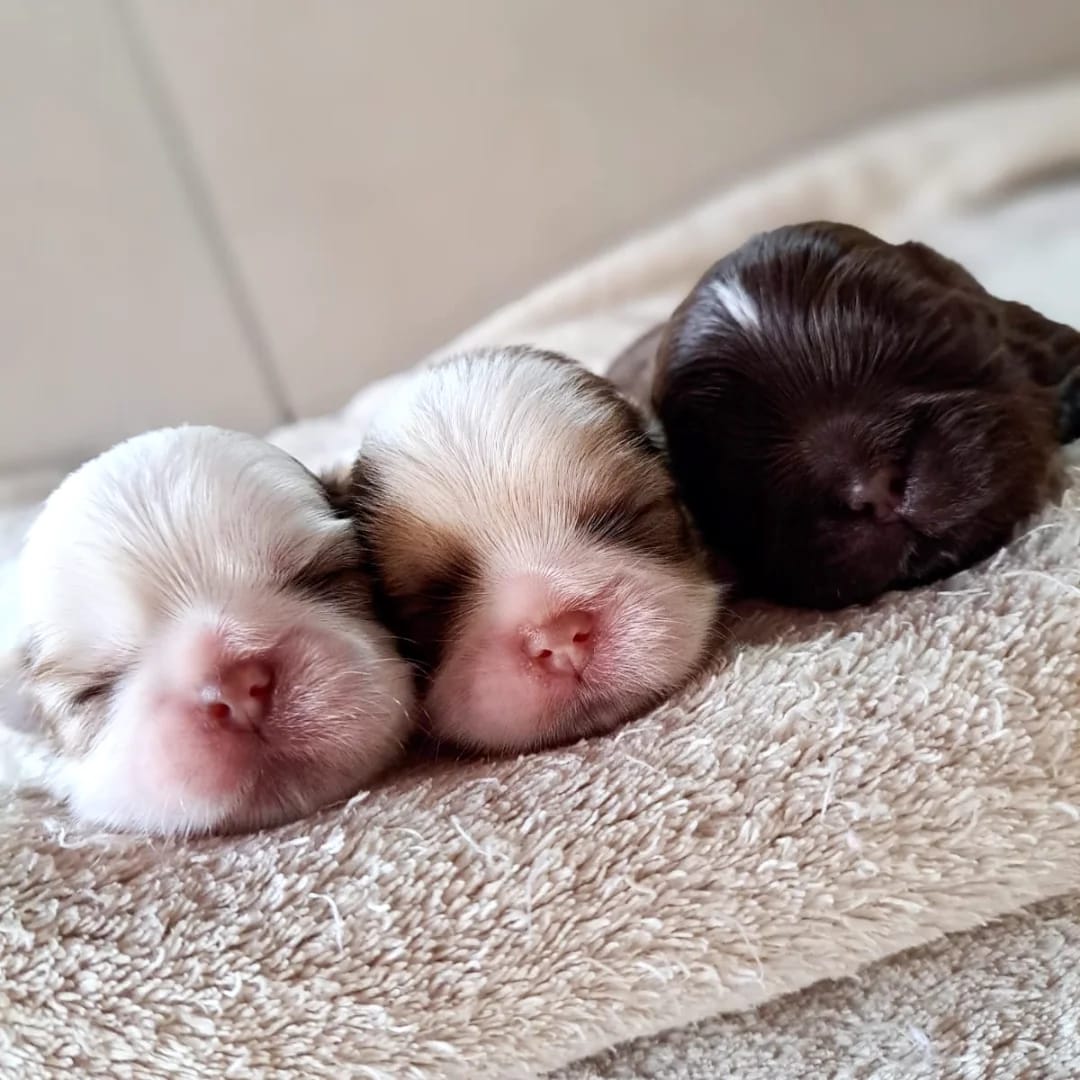 Shih Tzu getting groomed by professional - grooming tutorial
