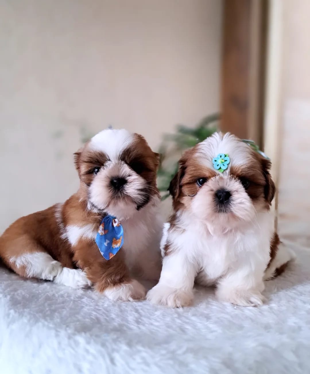 Male and female Shih Tzu puppies together - gender comparison