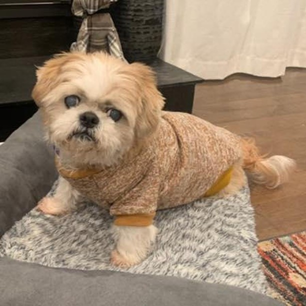 Senior Shih Tzu living happy golden years