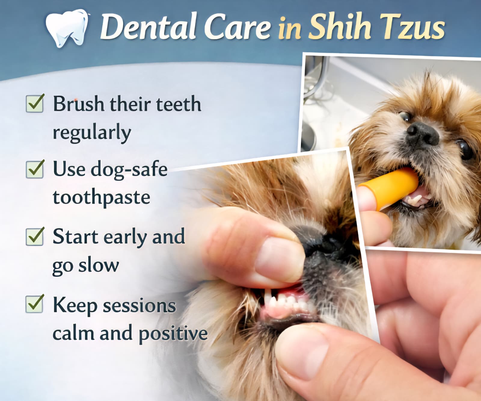 Shih Tzu getting teeth brushed for dental health