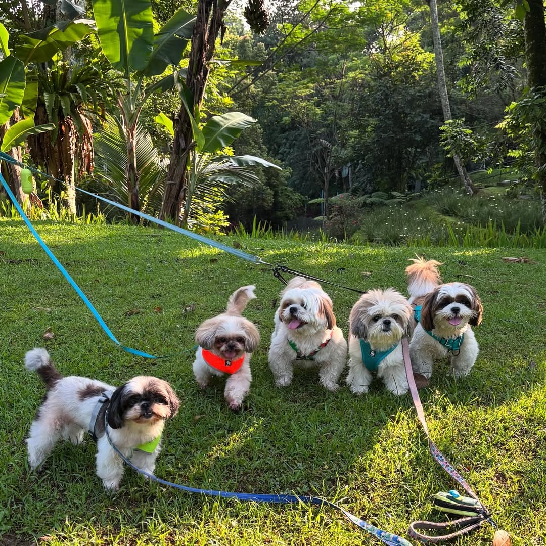 Shih Tzu puppy sitting happily - complete care guide