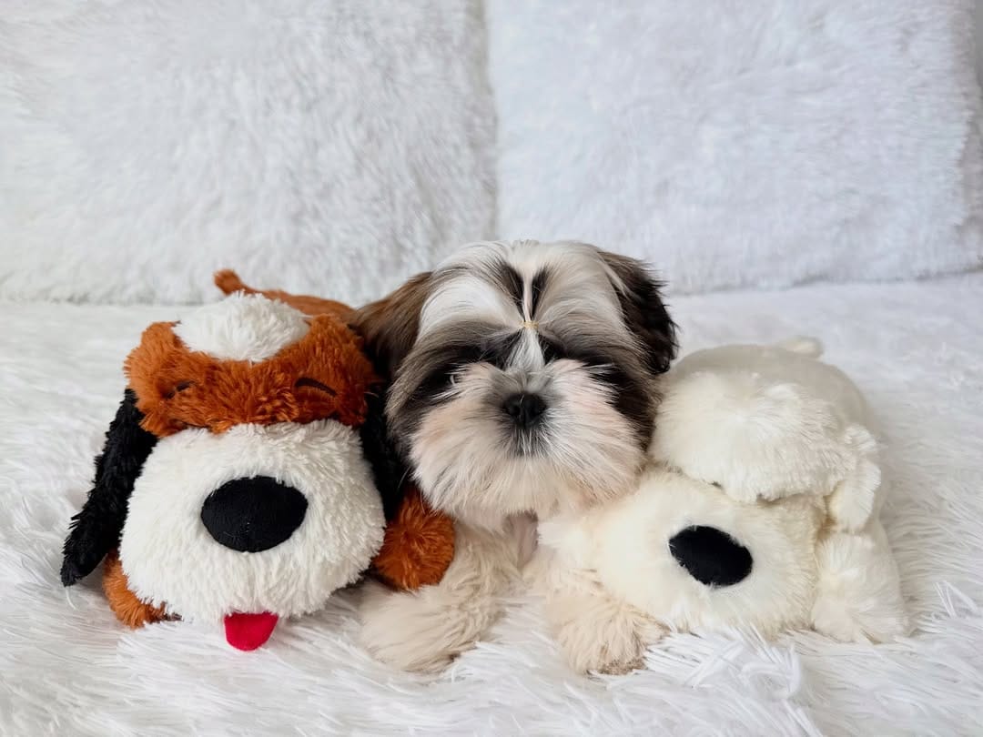 Shih Tzu puppy playing with safe dog toys