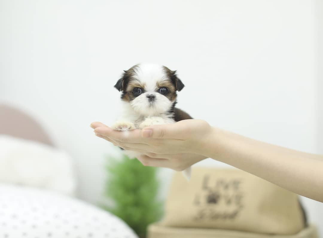 Small Shih Tzu puppy - teacup size facts and myths explained